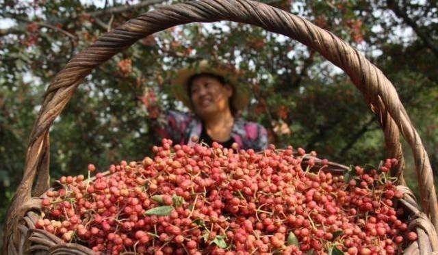 宜川大紅袍花椒熟了,滿山遍野的紅瑪瑙等你來摘!(圖1)