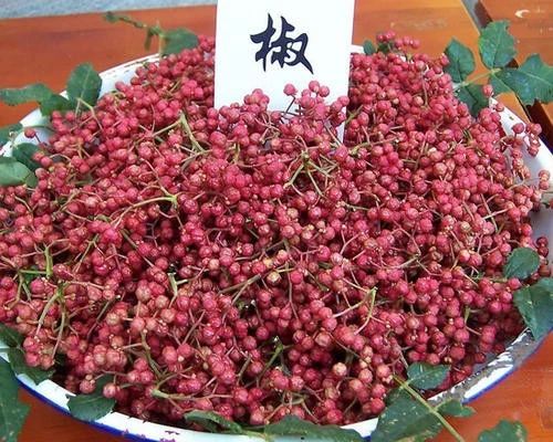 宜川大紅袍花椒熟了,滿山遍野的紅瑪瑙等你來摘!(圖2)