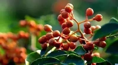 宜川大紅袍花椒熟了,滿山遍野的紅瑪瑙等你來摘!(圖3)