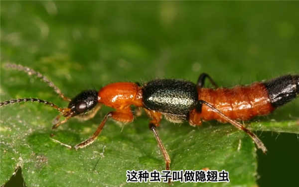 隱翅蟲的毒液堪比硫酸！專家提醒：見到千萬別拍(圖3)